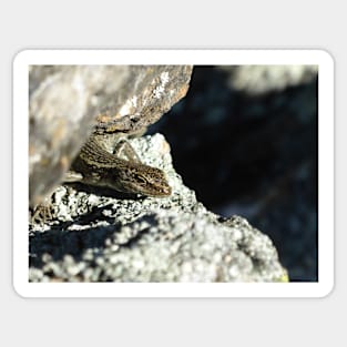 Grand Skink peek-a-boo Sticker